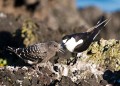 Lord Howe Island_20061214_011